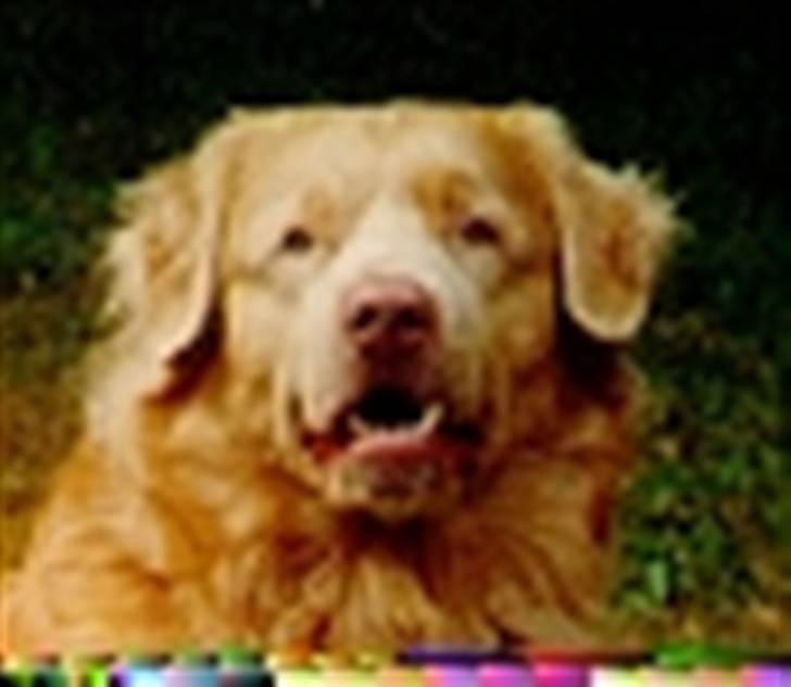 Nova scotia duck tolling retriever Marquis R'I'P - Scannet fra papir, derfor den dårlige kvalitet billede 6