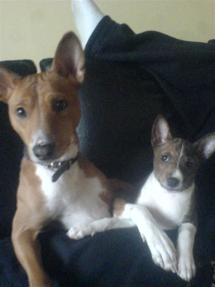 Basenji CarmenLita (fuji) billede 6