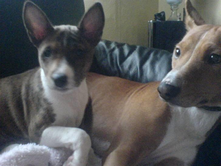 Basenji CarmenLita (fuji) billede 8