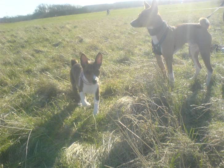 Basenji CarmenLita (fuji) billede 10