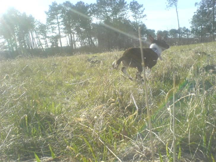 Basenji CarmenLita (fuji) billede 12