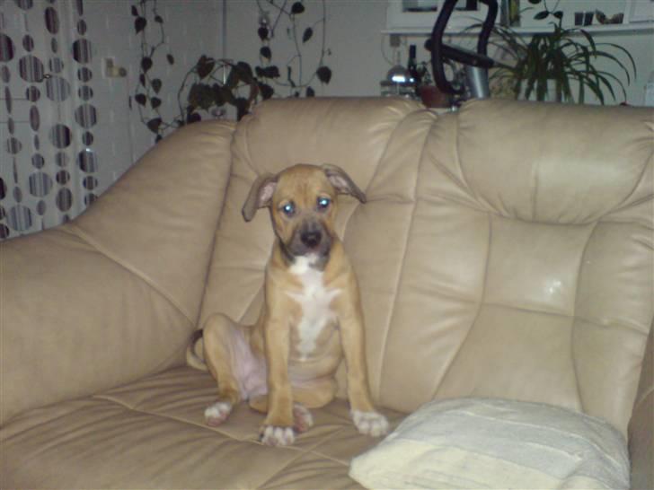 Blanding af racer rynke billede 10