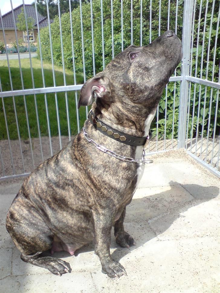 Amerikansk staffordshire terrier luca - luca i hundegården  billede 1