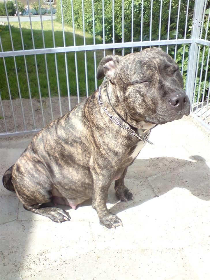 Amerikansk staffordshire terrier luca - lidt mørkt men ellses et godt billede billede 2