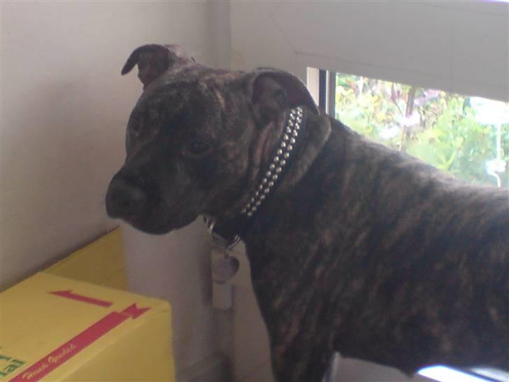 Amerikansk staffordshire terrier luca - min smukke luca .............elsker hende  billede 3