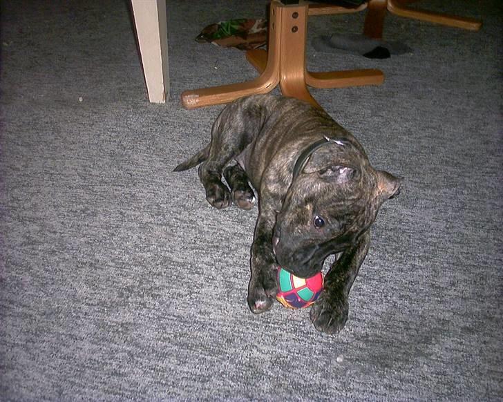 Amerikansk staffordshire terrier luca - luca leger med bold billede 4