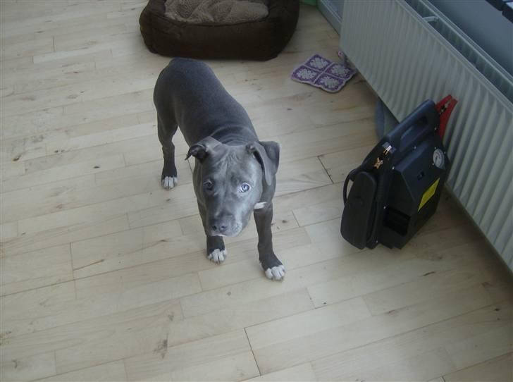 Amerikansk staffordshire terrier Solgt:( Malou billede 13