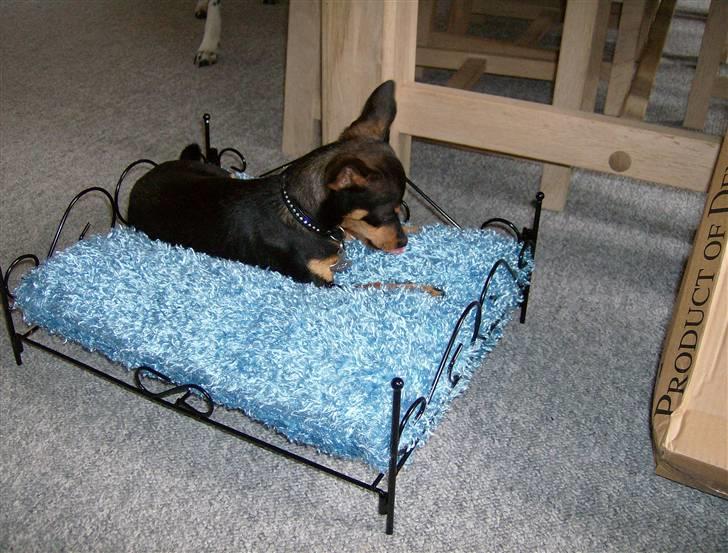 Prazsky krysarik Mick billede 18