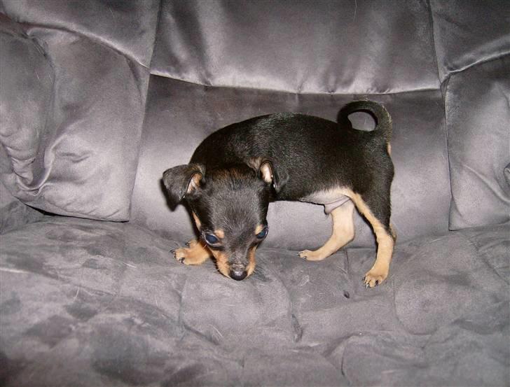 Prazsky krysarik Mick billede 19