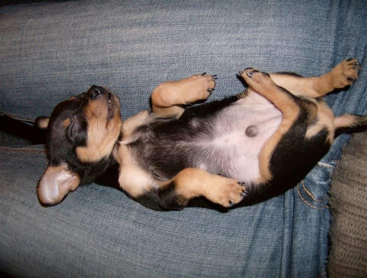 Prazsky krysarik Mick billede 20