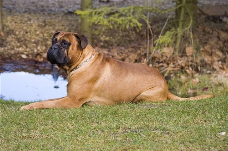 Bullmastiff Bullbjerggaards Arnold billede 9
