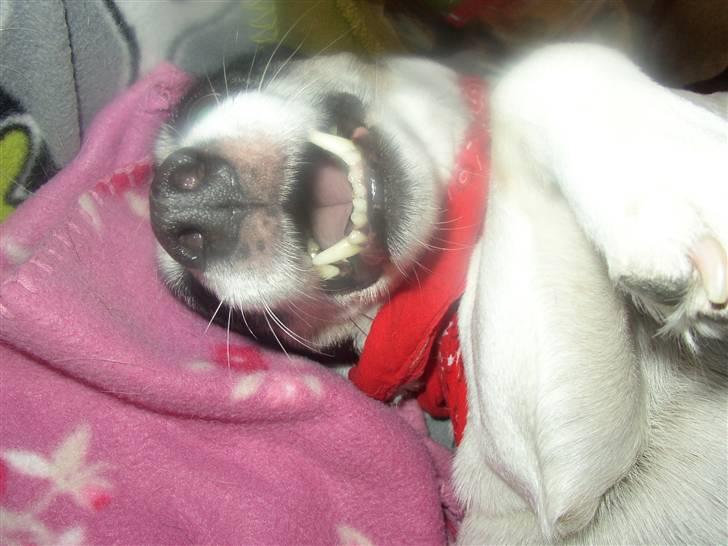 Jack russell terrier Funny R.I.P billede 10