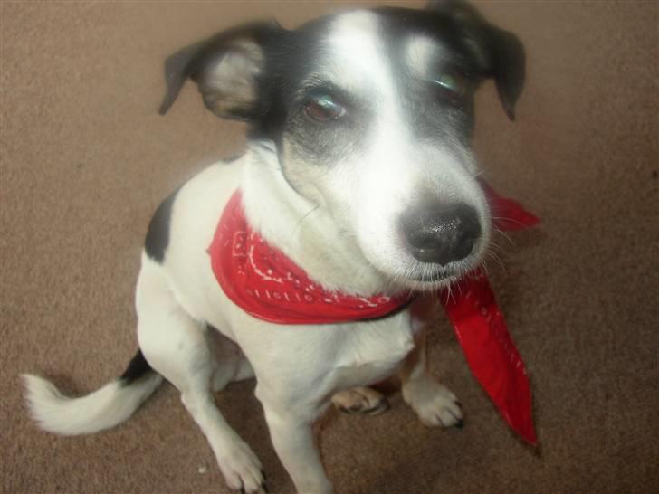 Jack russell terrier Funny R.I.P billede 11