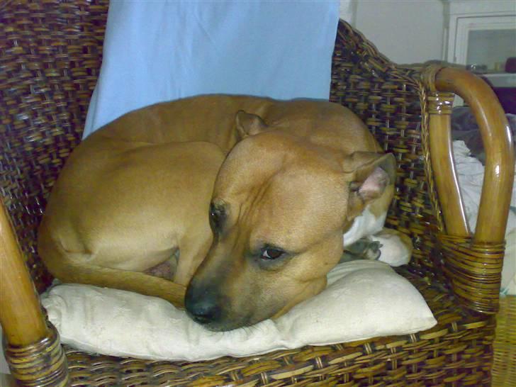 Amerikansk staffordshire terrier Kenzo billede 7