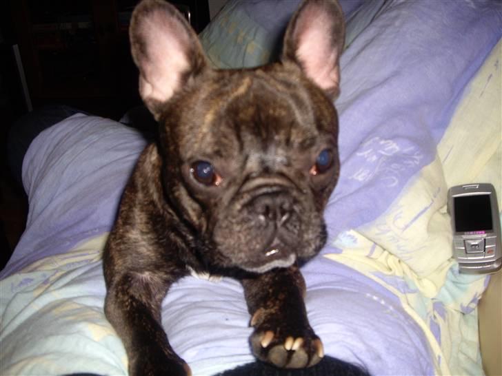 Fransk bulldog Debi *død* billede 10