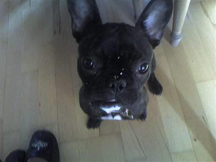 Fransk bulldog Debi *død* billede 12