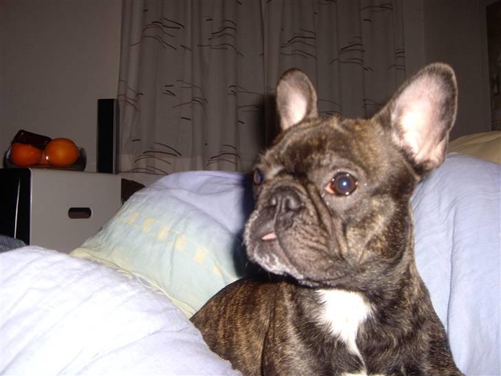 Fransk bulldog Debi *død* billede 13