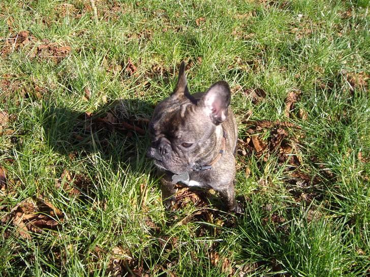 Fransk bulldog Debi *død* billede 14