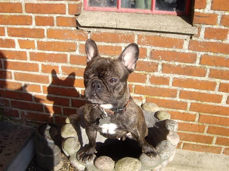Fransk bulldog Debi *død* billede 15