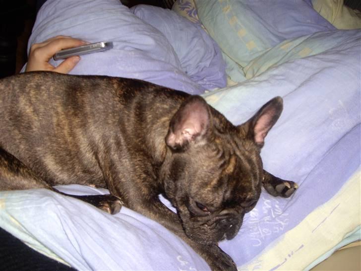 Fransk bulldog Debi *død* billede 16