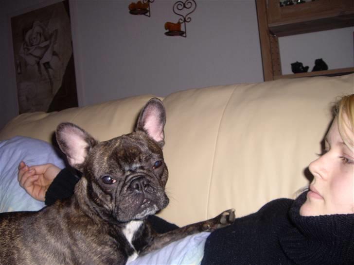 Fransk bulldog Debi *død* billede 17