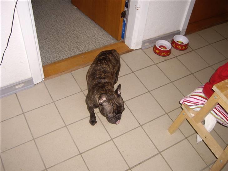 Fransk bulldog Debi *død* billede 19