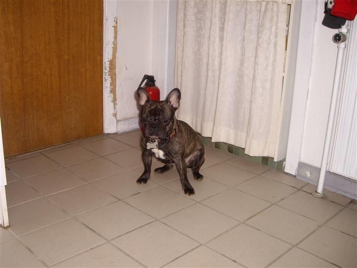 Fransk bulldog Debi *død* billede 20