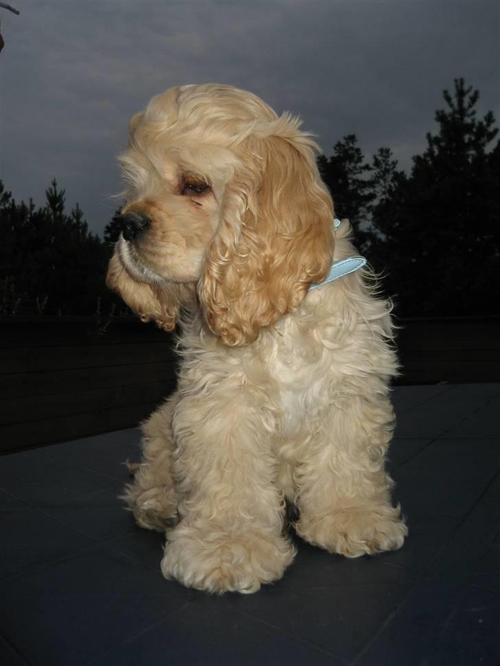 Amerikansk cocker spaniel Buddy - Buddy`s første sommerferie på Rømø, han er her 3 måneder gammel. billede 12