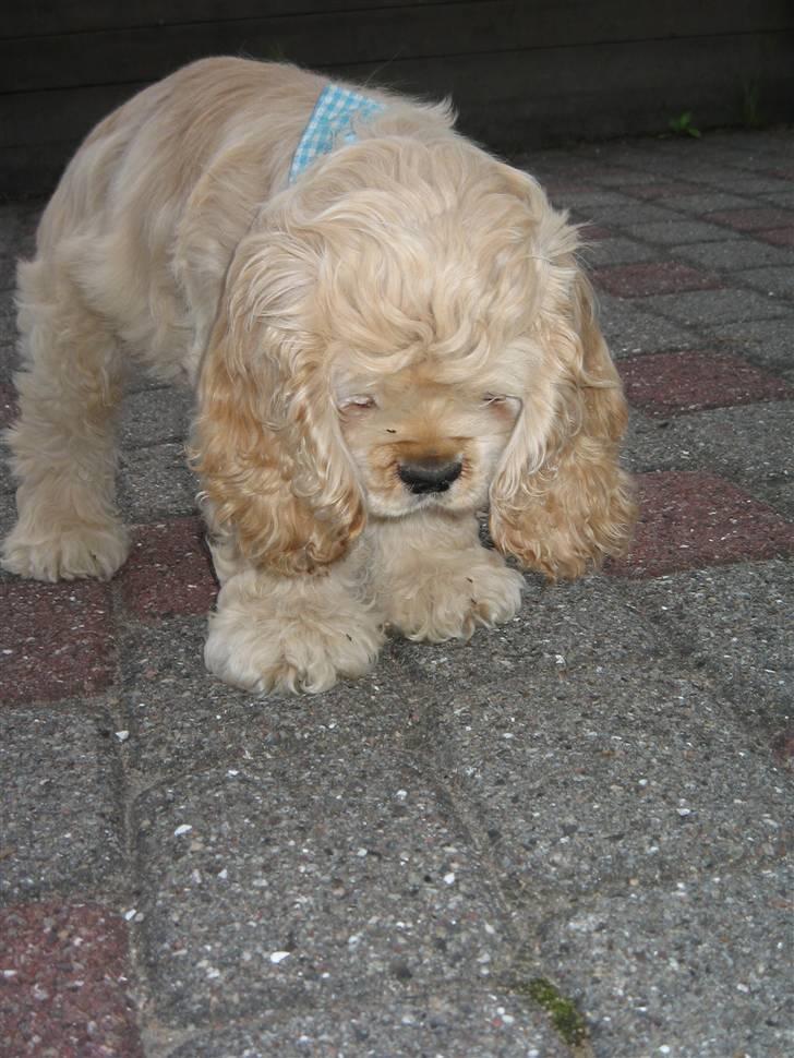 Amerikansk cocker spaniel Buddy - Buddy havde meget meget travlt med de der myre, de blev nærstuderet. billede 18