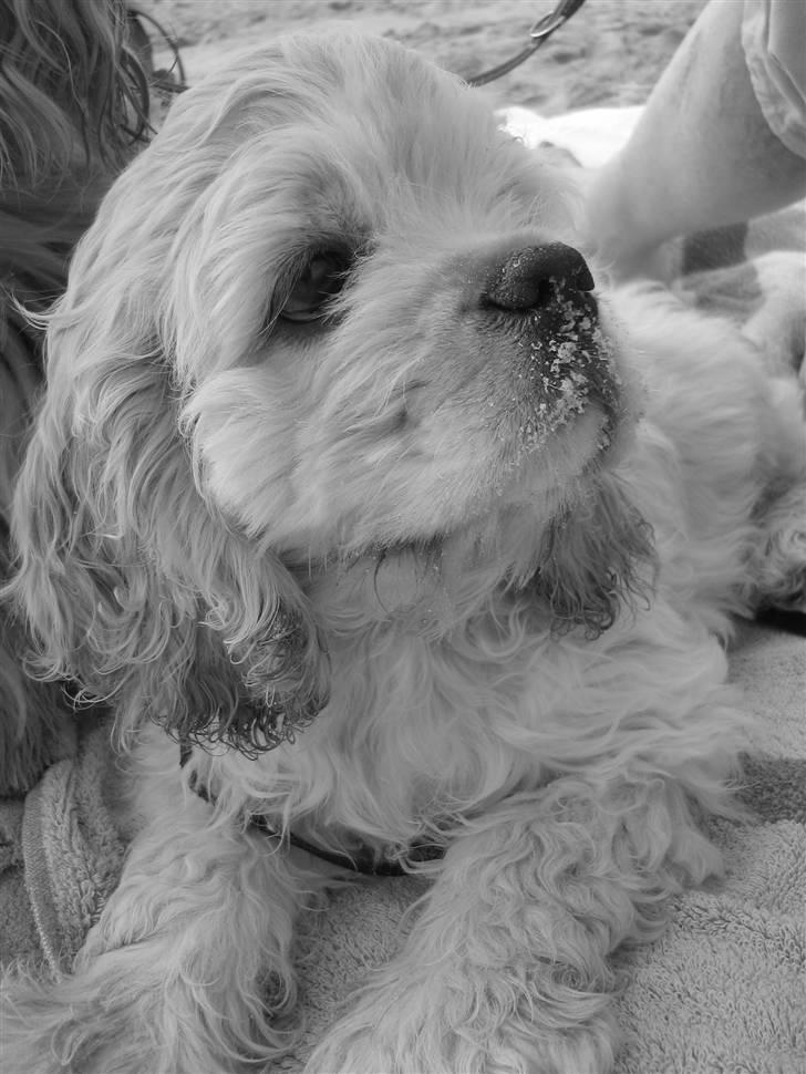 Amerikansk cocker spaniel Buddy - På stranden igen på Rømø....Buddy med sand snuden kigger høj op efter dragerne. billede 19