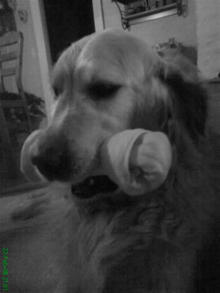 Golden retriever Niko(L) - Endnu en af alle mine gaver til ham!!  billede 18