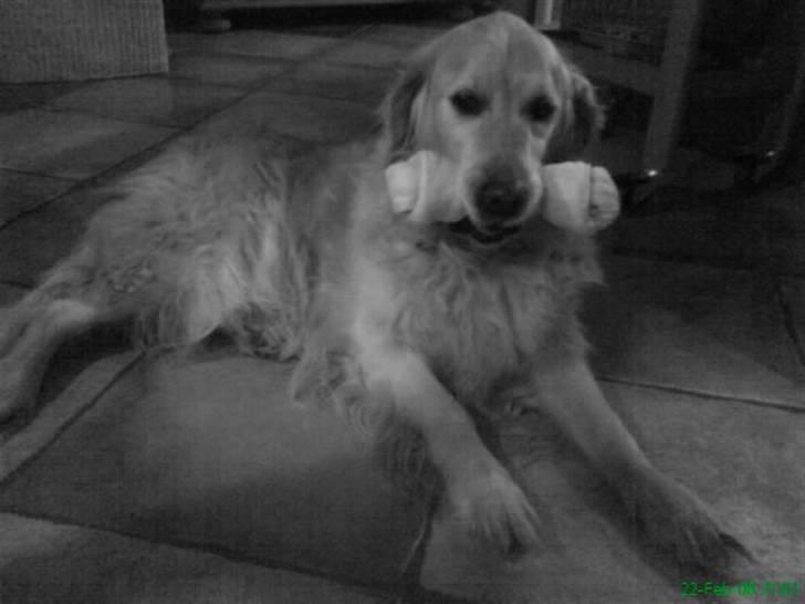 Golden retriever Niko(L) - Hans gave igen!!! Det var væk på to dag!!! billede 19