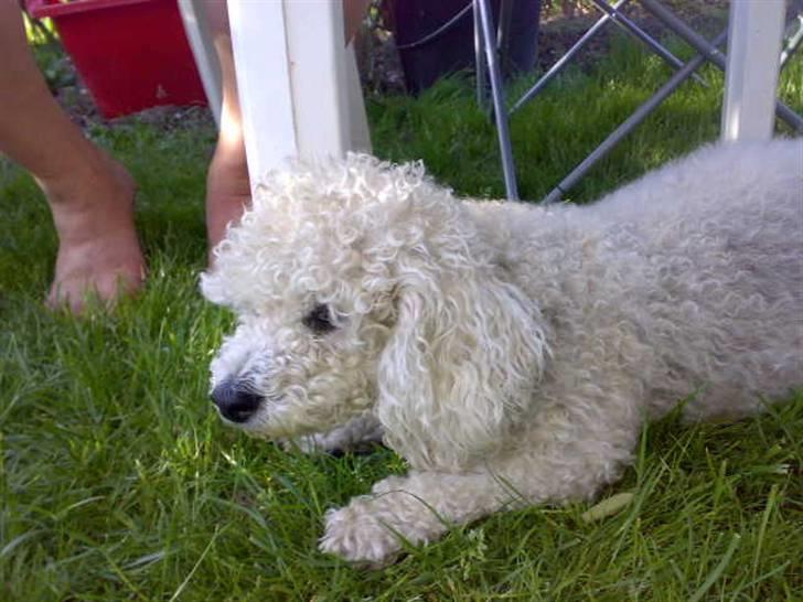 Blanding af racer Tulle billede 2