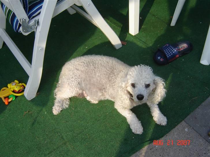 Blanding af racer Tulle billede 3