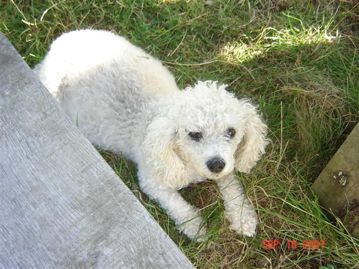 Blanding af racer Tulle billede 4