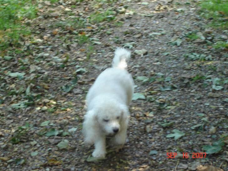 Blanding af racer Tulle billede 5