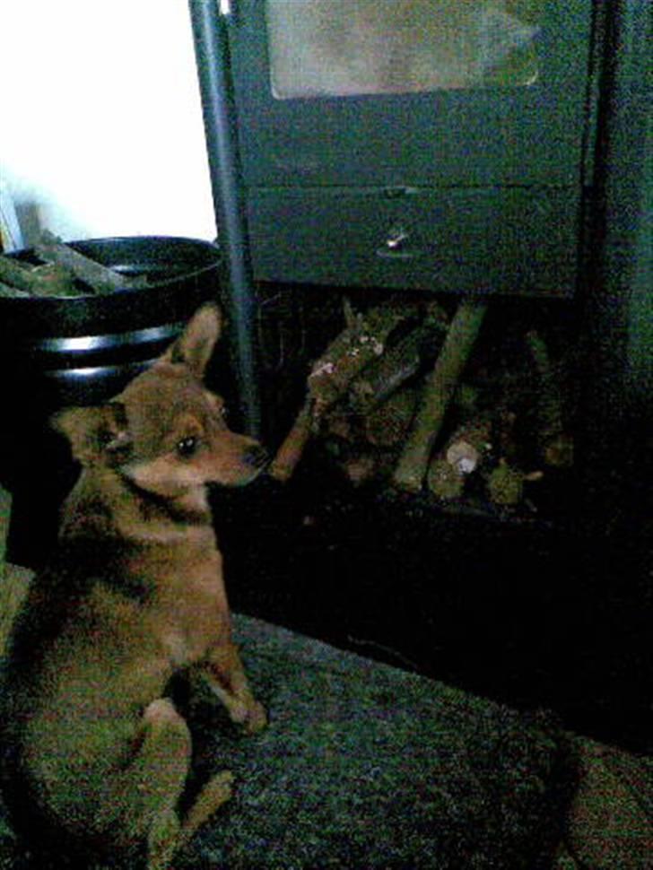 Blanding af racer Rex billede 8