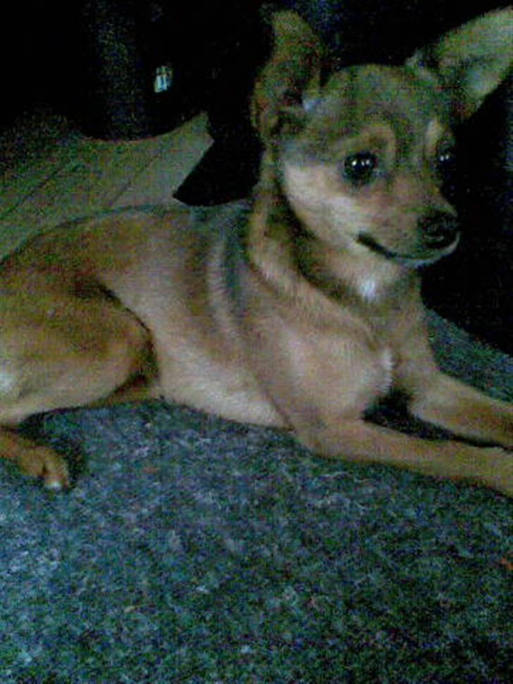 Blanding af racer Rex billede 9