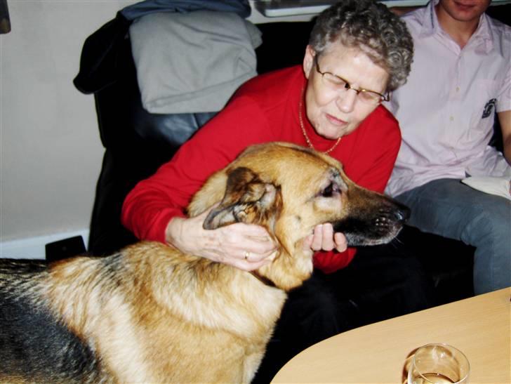 Schæferhund Sitta *DØD* - farmor og jeg :D  billede 9