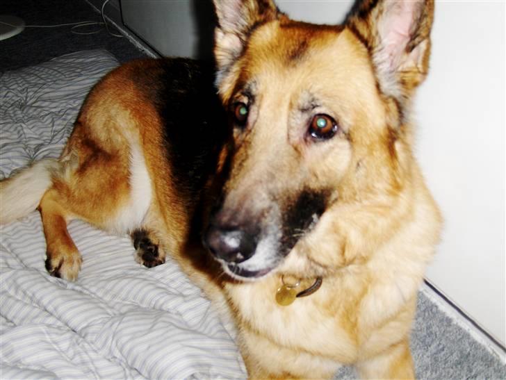 Schæferhund Sitta *DØD* billede 10