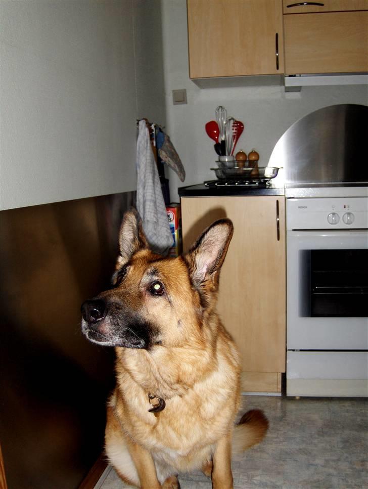 Schæferhund Sitta *DØD* billede 11