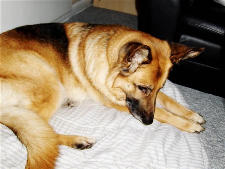 Schæferhund Sitta *DØD* billede 12