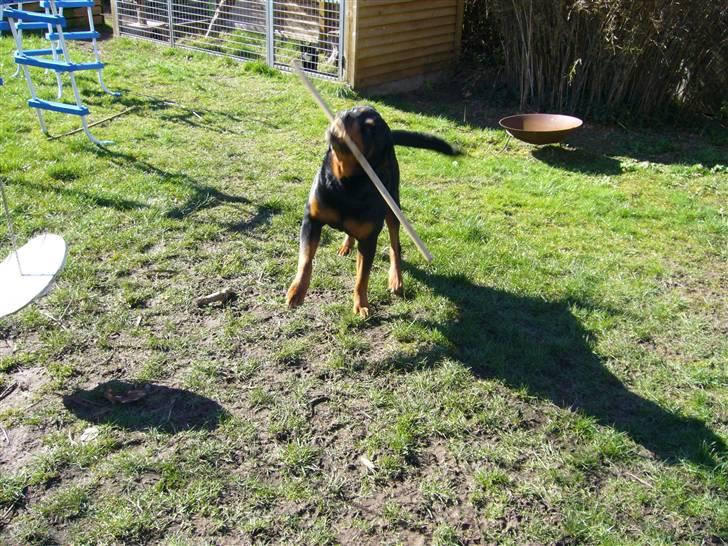 Rottweiler Zar<3 "kræft"(R.I.P)<'3 billede 12