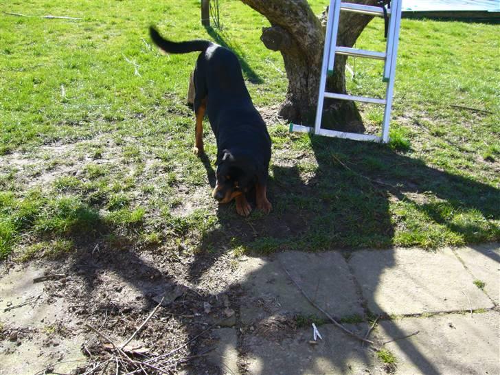 Rottweiler Zar<3 "kræft"(R.I.P)<'3 billede 13
