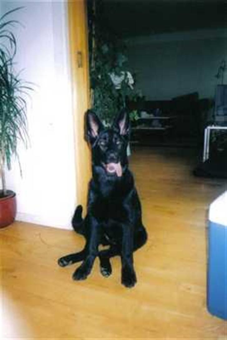 Schæferhund Codie R.I.P. - jeg er meget fotogen når jeg har lyst altså, eller hvis der er en godbid i sigte.. billede 1