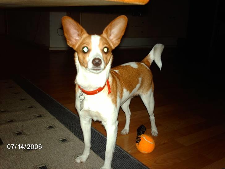 Blanding af racer pjevs - pjevs papillon blanding billede 1