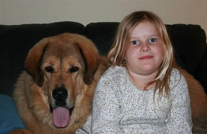 Tibetansk mastiff Monty - R.I.P. - Min dejlige veninde, Emilie....hende kan jeg ikke få nok af......((o: billede 16