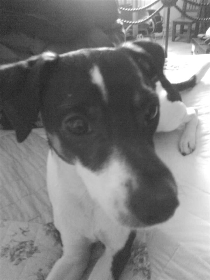 Dansk svensk gaardhund Jønne billede 1