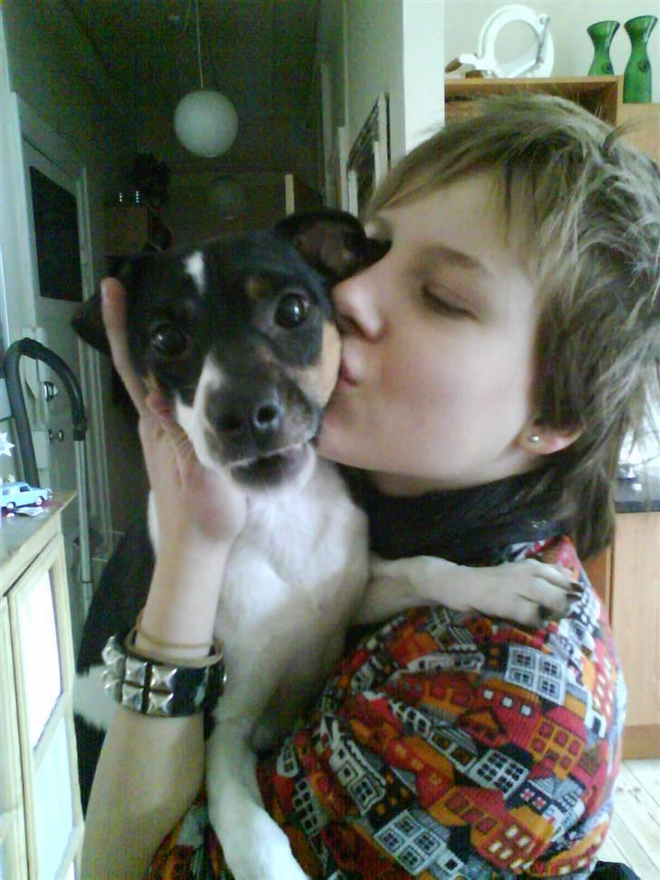 Dansk svensk gaardhund Jønne billede 2