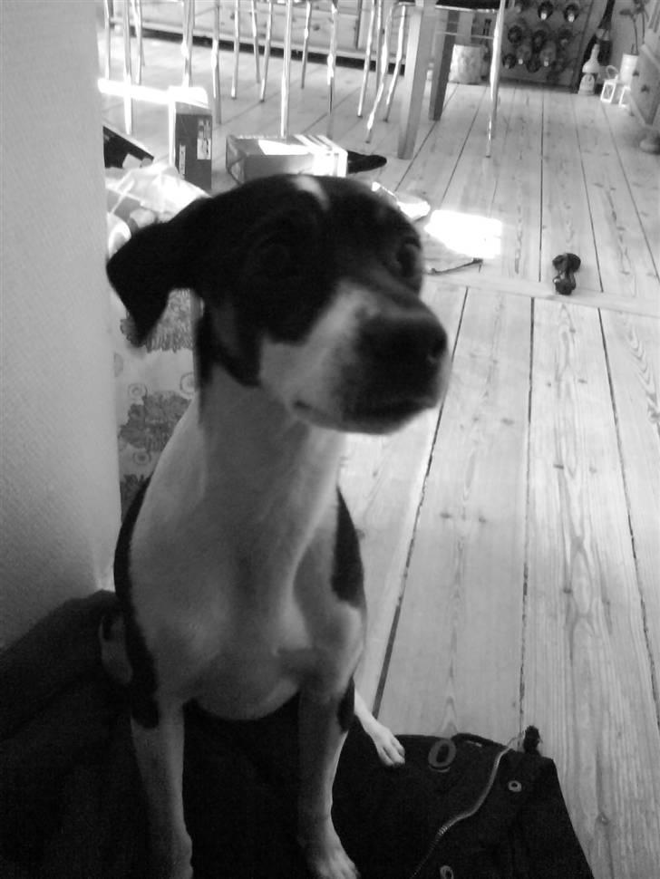 Dansk svensk gaardhund Jønne billede 3